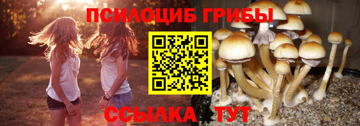 Псилоцибиновые грибы мицелий Курчалой